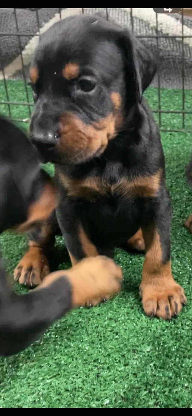 European Doberman Pinscher Puppies media 6