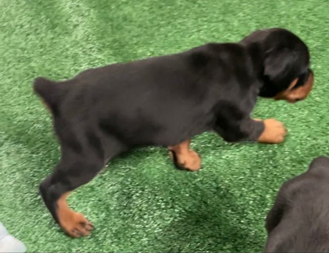 European Doberman Pinscher Puppies media 2