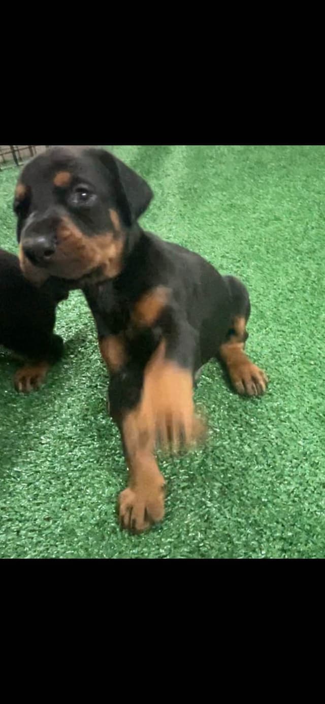 European Doberman Pinscher Puppies media 10