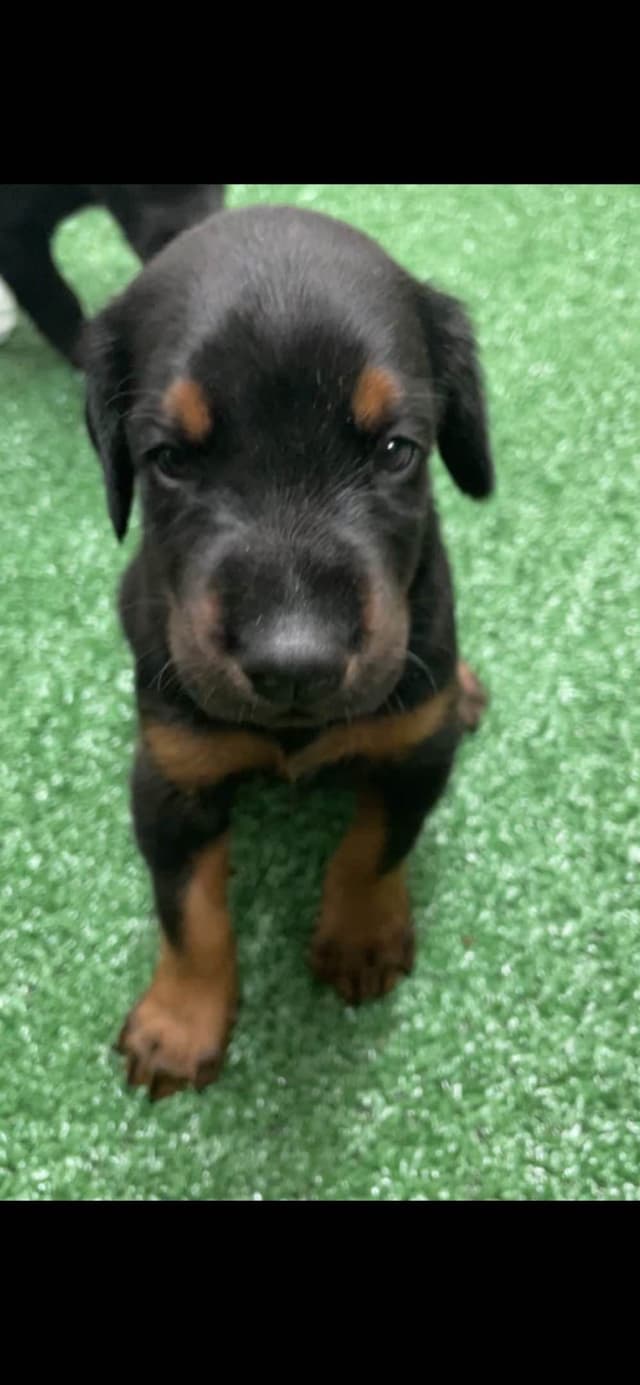 European Doberman Pinscher Puppies media 12