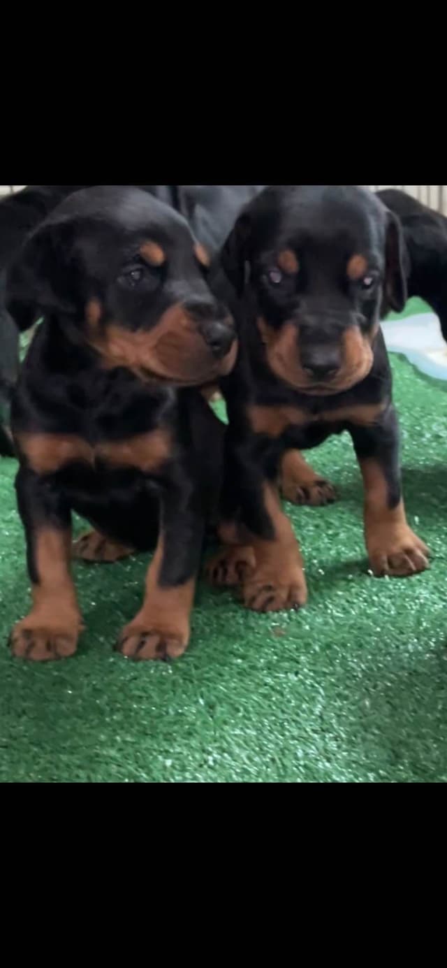 European Doberman Pinscher Puppies media 8