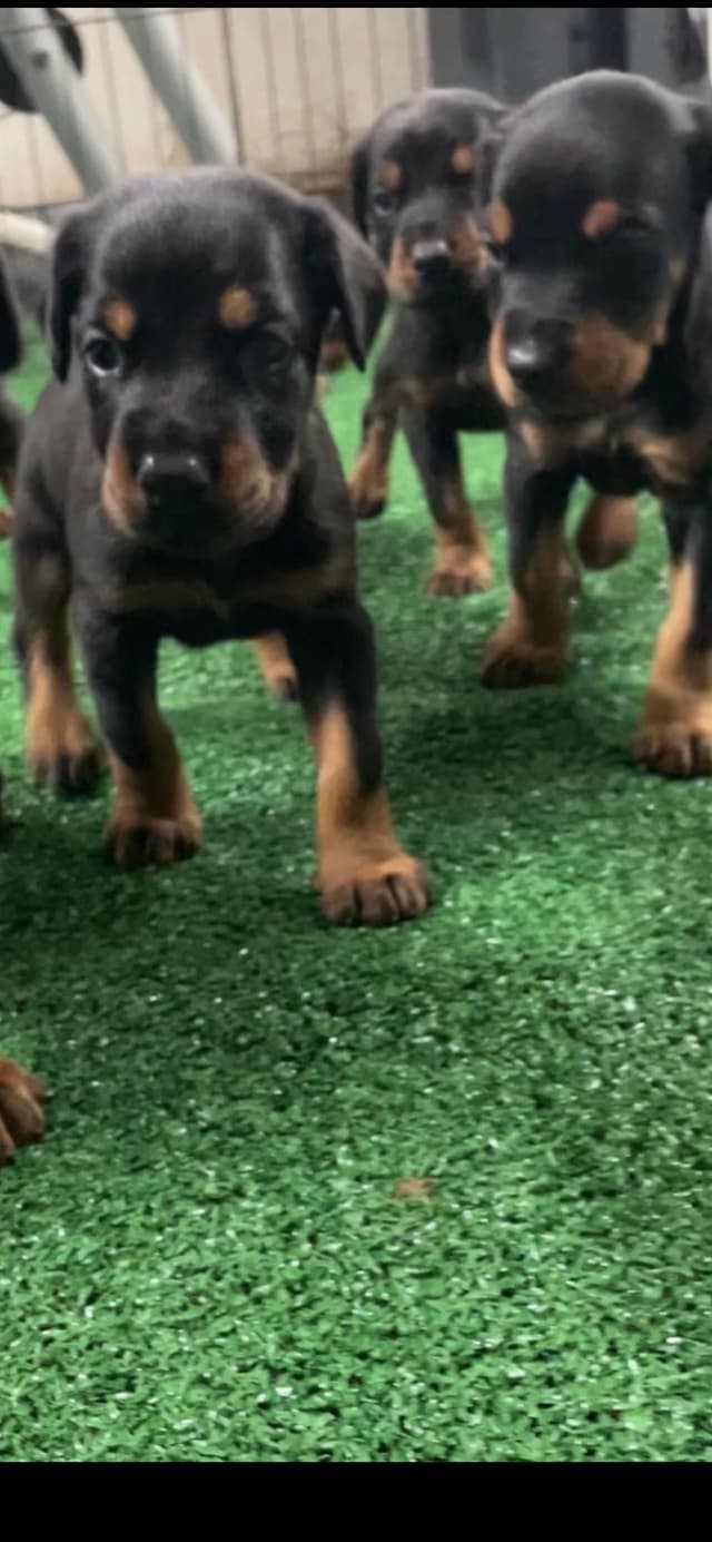 European Doberman Pinscher Puppies media 7