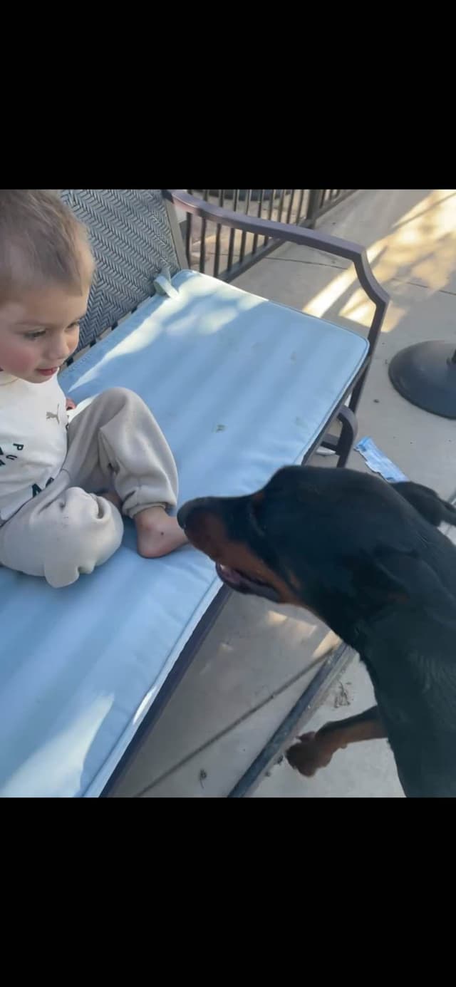 European Doberman Pinscher Puppies media 16