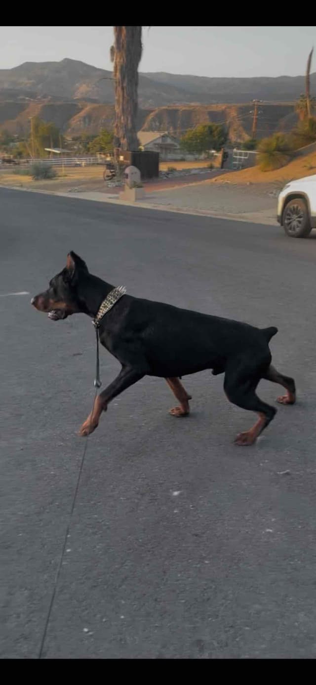 European Doberman Pinscher Puppies media 17