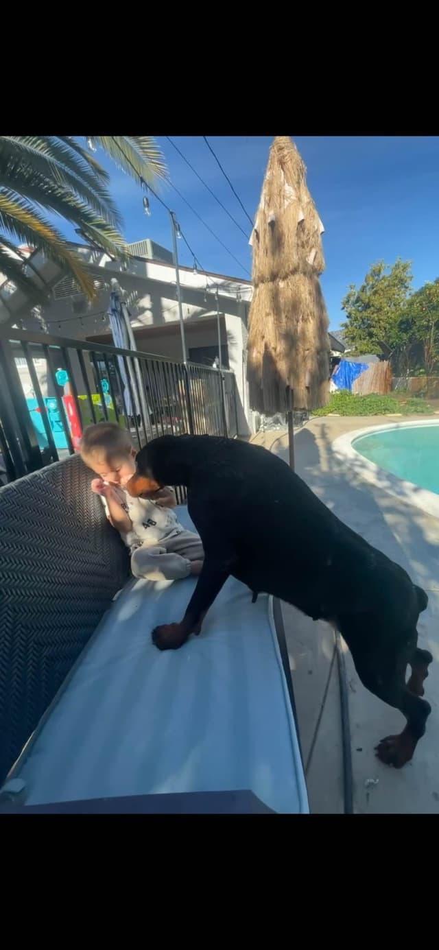 European Doberman Pinscher Puppies media 18