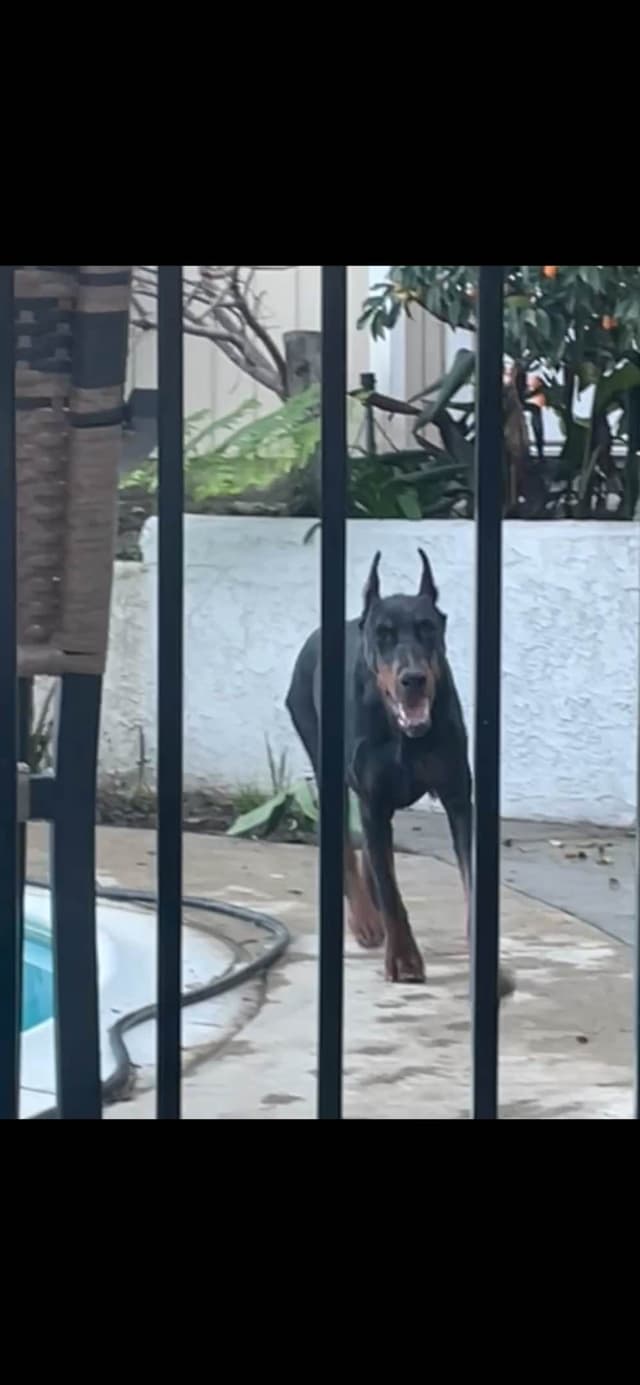 European Doberman Pinscher Puppies media 19