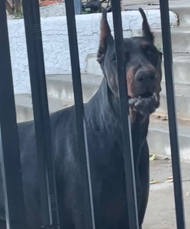 European Doberman Pinscher Puppies media 20