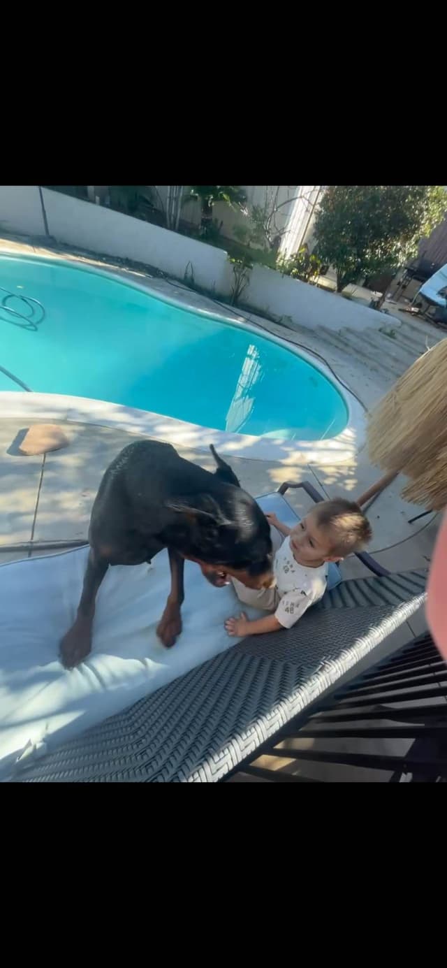 European Doberman Pinscher Puppies media 24