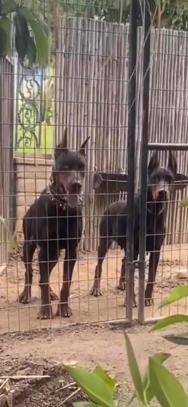 European Doberman Pinscher Puppies media 21
