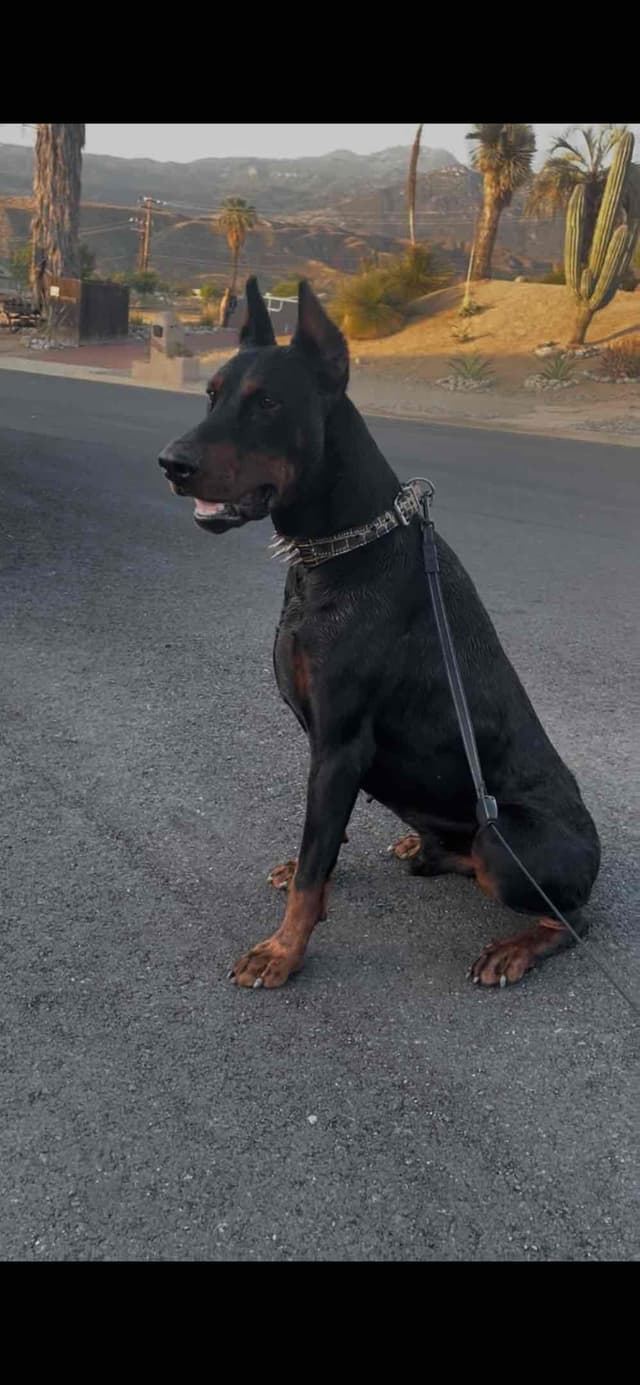 European Doberman Pinscher Puppies media 22