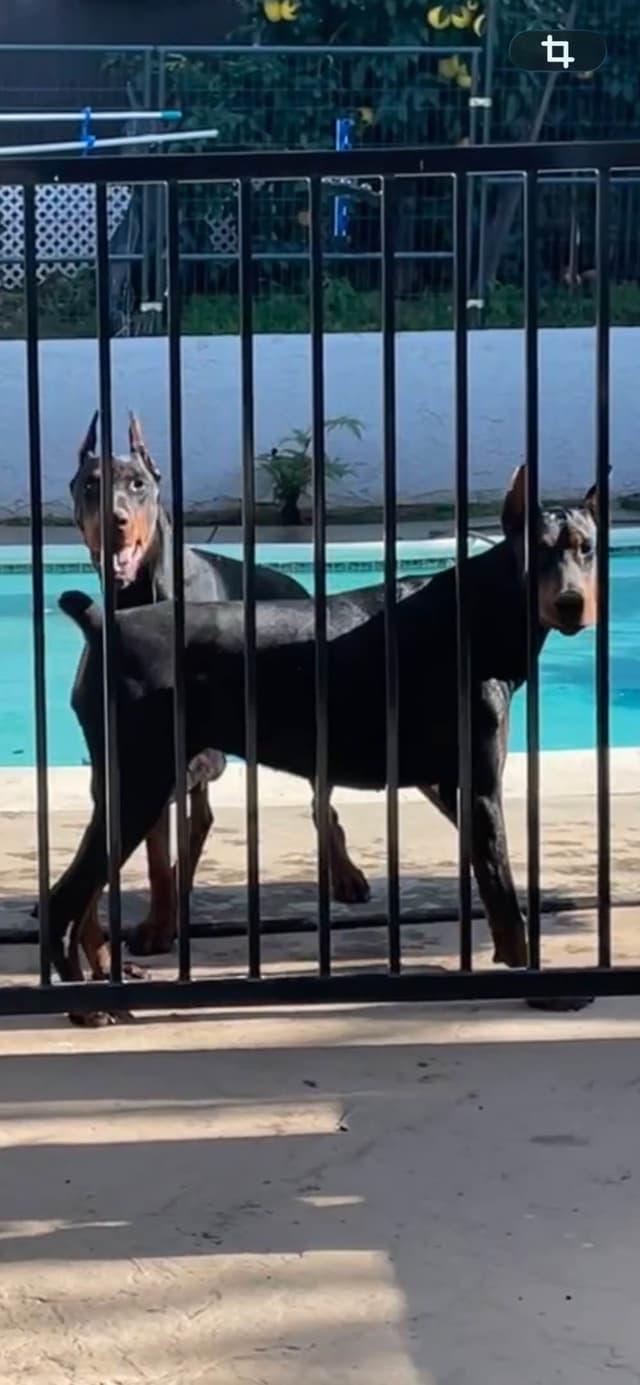 European Doberman Pinscher Puppies media 23