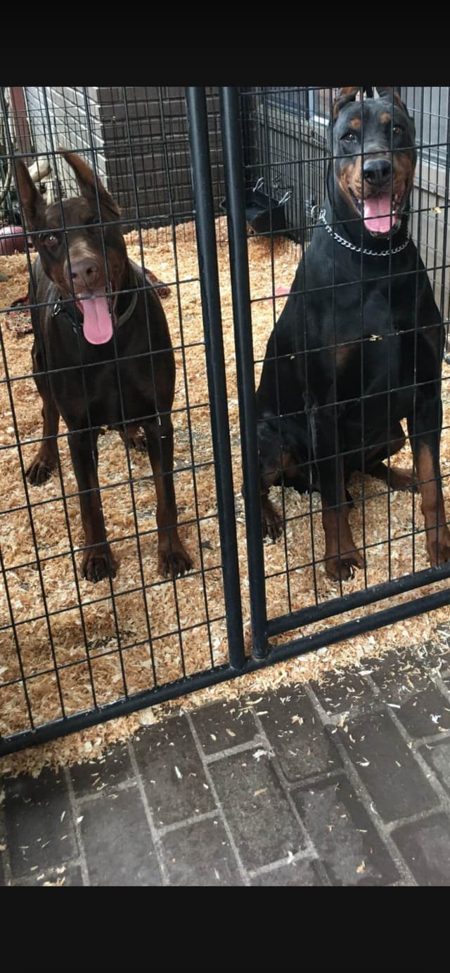European Doberman Pinscher Puppies media 25