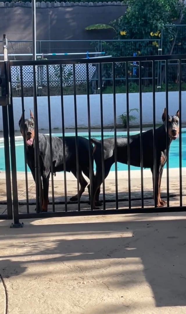 European Doberman Pinscher Puppies media 27