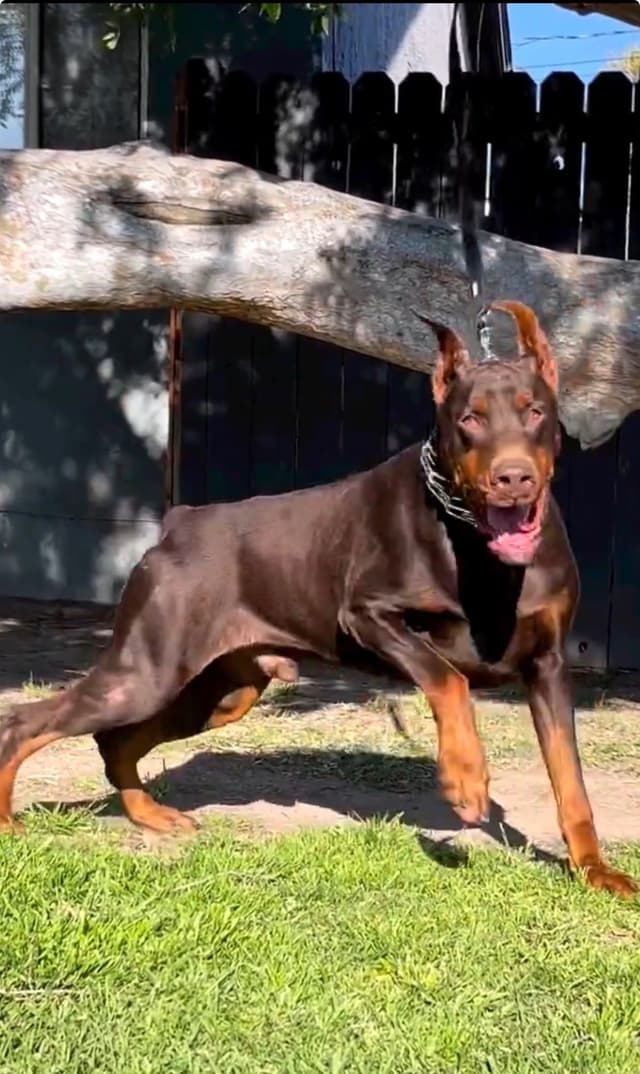 European Doberman Pinscher Puppies media 26