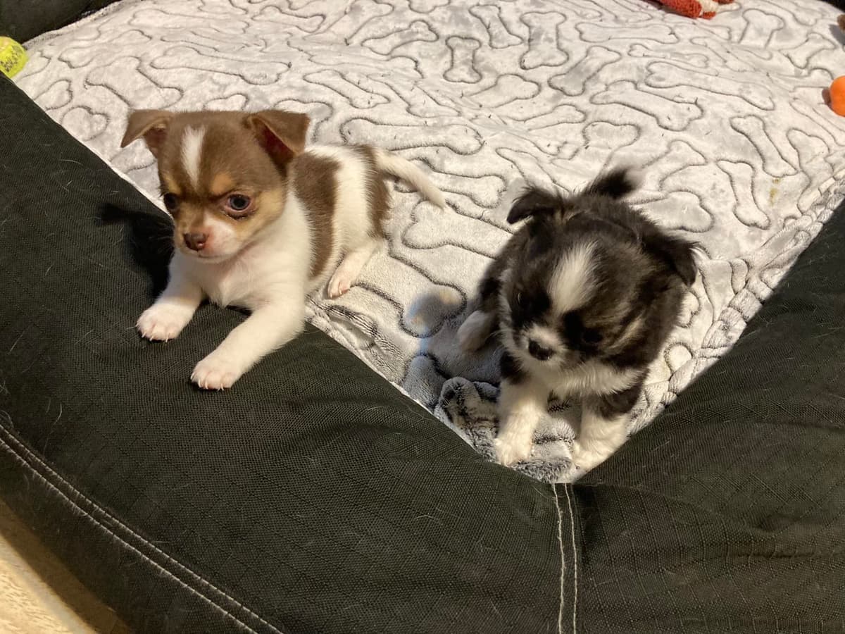 Chihuahua Puppies with European and champion bloodlines, 3 generation breeder image 1