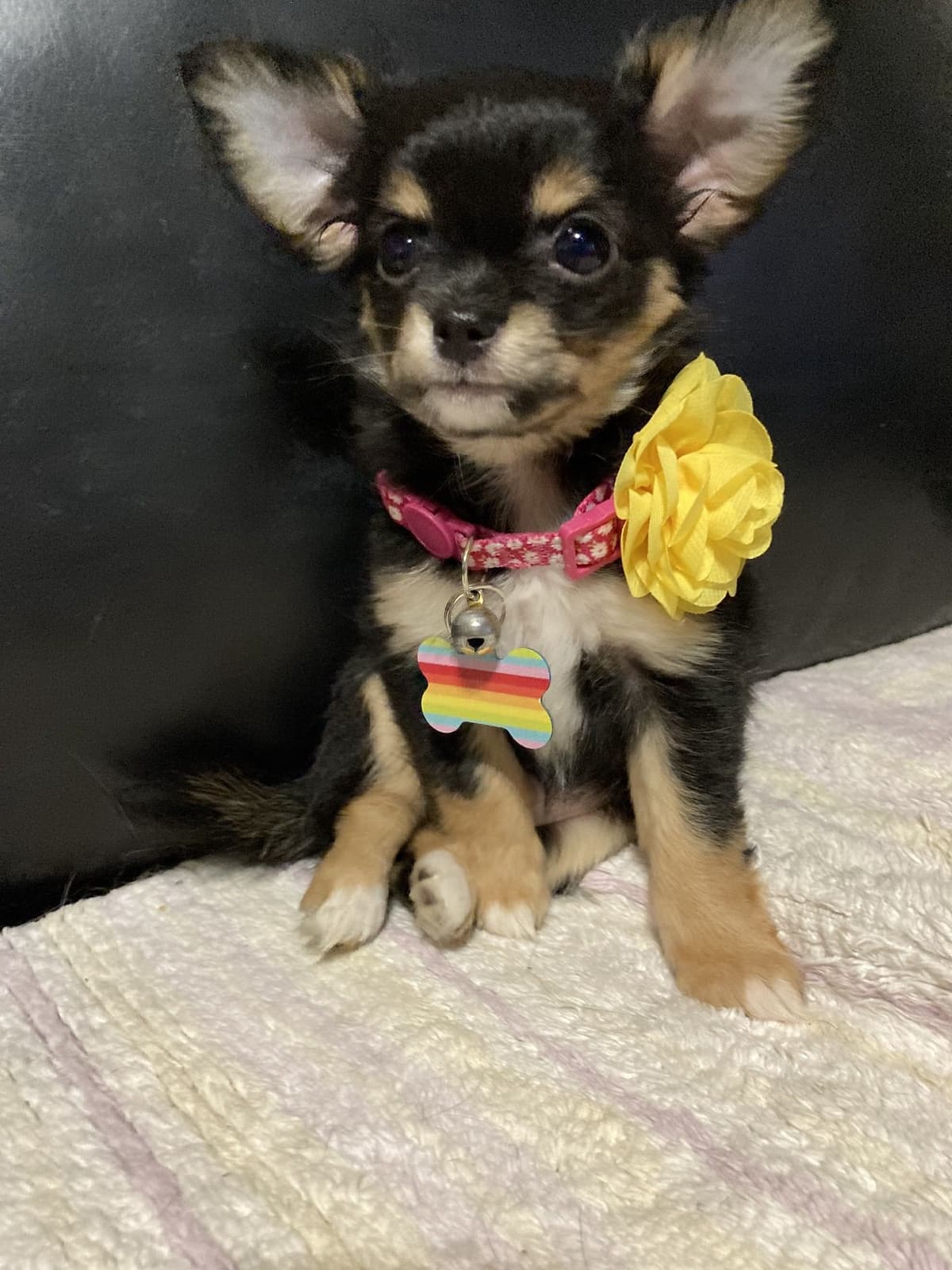 Chihuahua Puppies with European and champion bloodlines, 3 generation breeder image 2