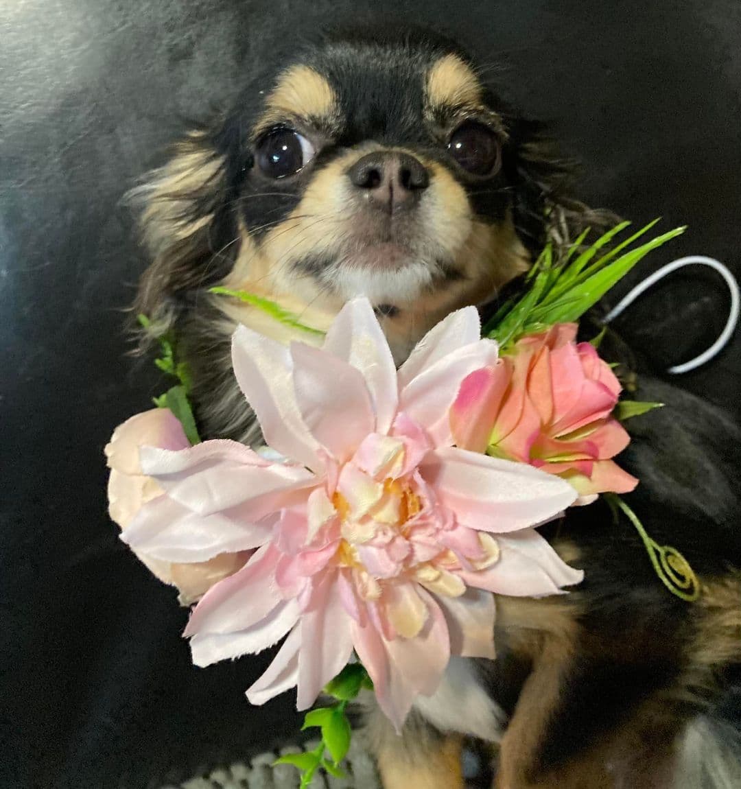 Chihuahua Puppies with European and champion bloodlines, 3 generation breeder image 3