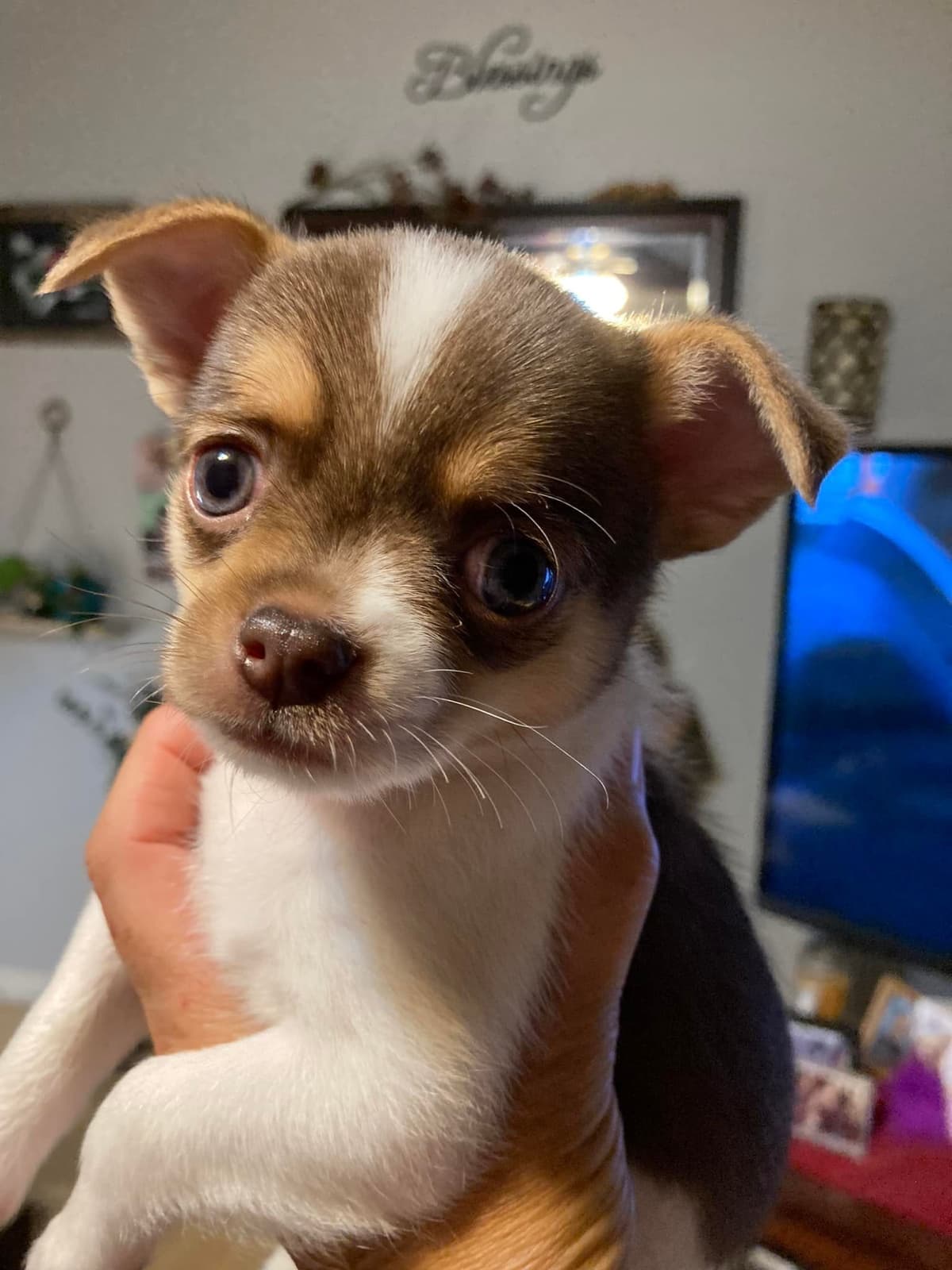 Chihuahua Puppies with European and champion bloodlines, 3 generation breeder image 5