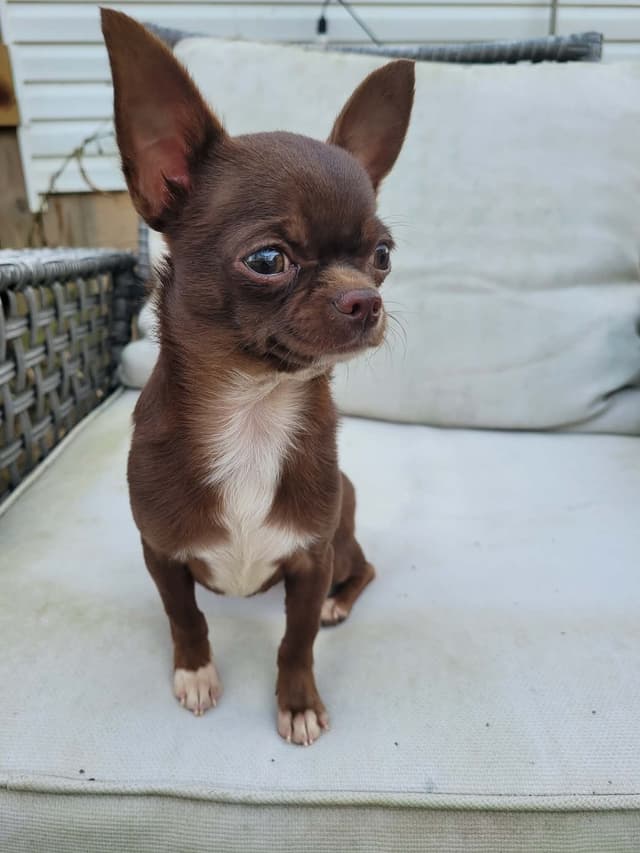 Chihuahua Puppies with European  and champion bloodlines, 3 generation media 3