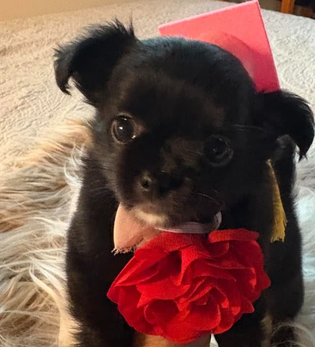 Chihuahua Puppies with European  and champion bloodlines, 3 generation media 4
