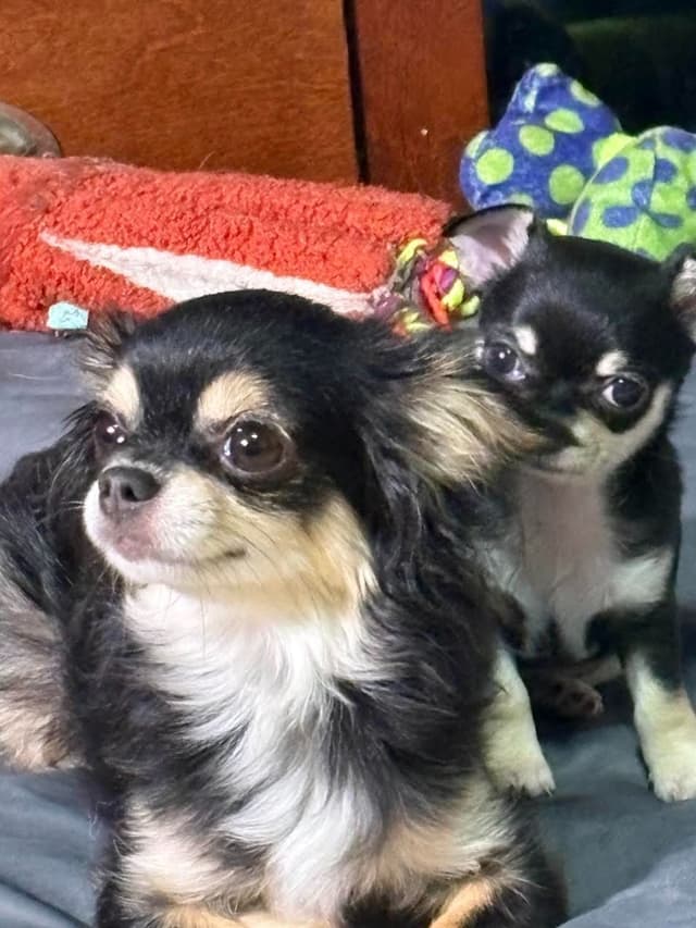 Chihuahua Puppies with European  and champion bloodlines, 3 generation media 5