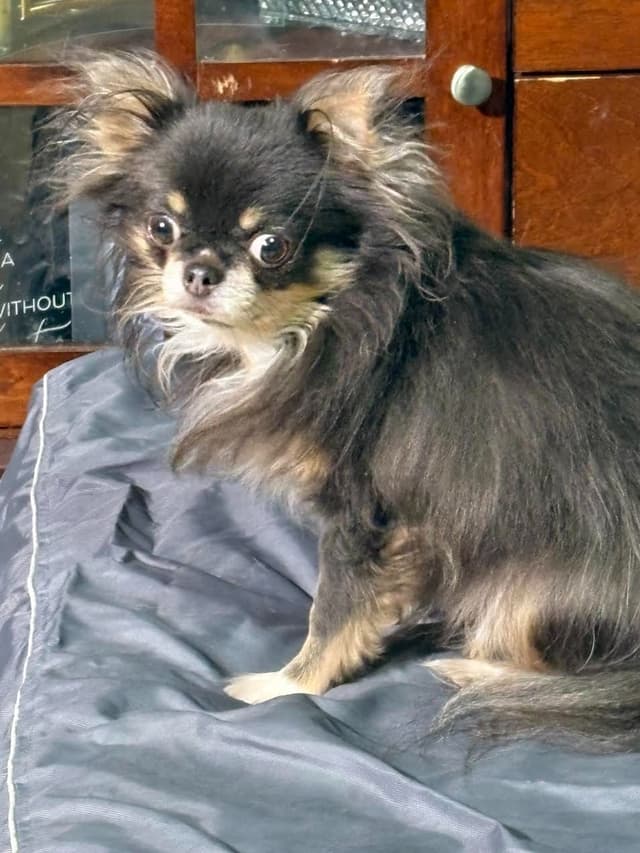Chihuahua Puppies with European  and champion bloodlines, 3 generation media 6