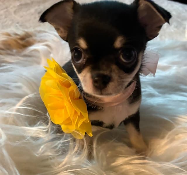 Chihuahua Puppies with European  and champion bloodlines, 3 generation media 9