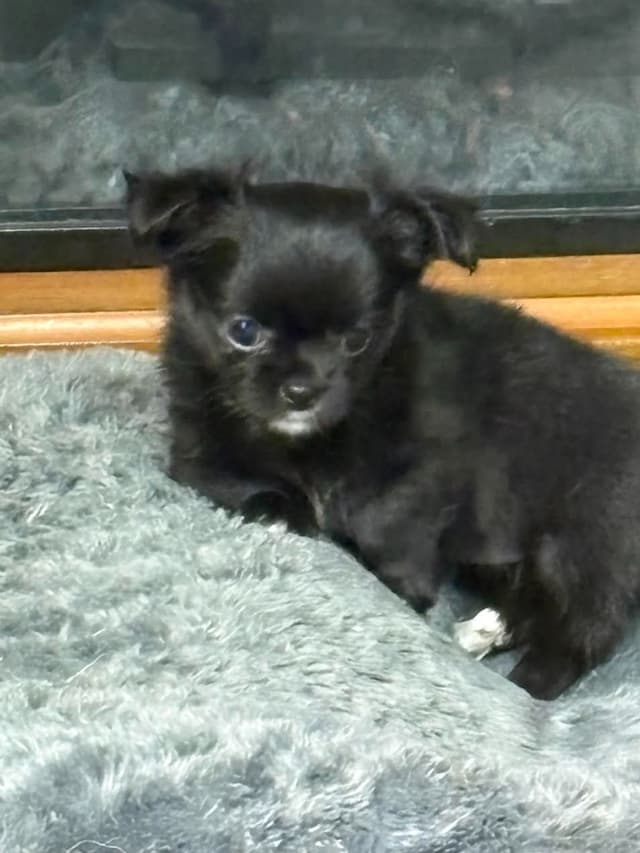 Chihuahua Puppies with European  and champion bloodlines, 3 generation media 8