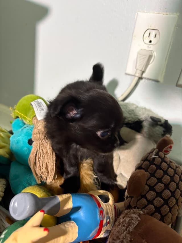Chihuahua Puppies with European  and champion bloodlines, 3 generation media 7