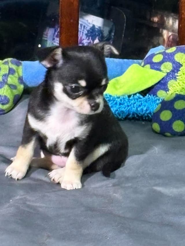Chihuahua Puppies with European  and champion bloodlines, 3 generation media 11