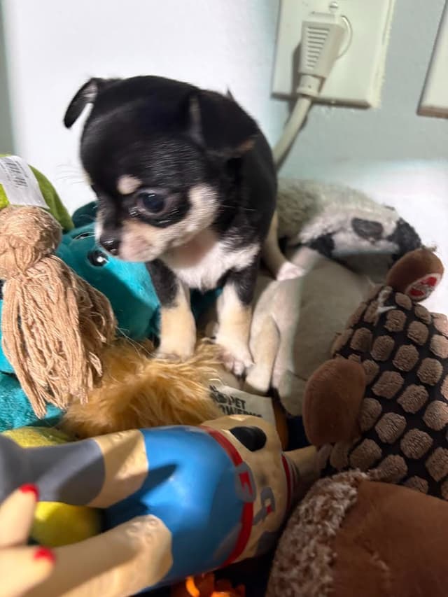 Chihuahua Puppies with European  and champion bloodlines, 3 generation media 10