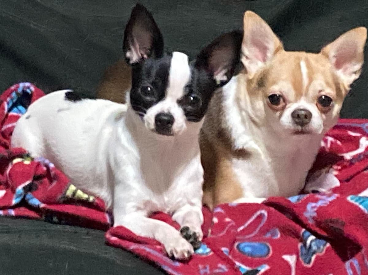 Chihuahua Puppies with European and champion bloodlines, 3 generation breeder image 6