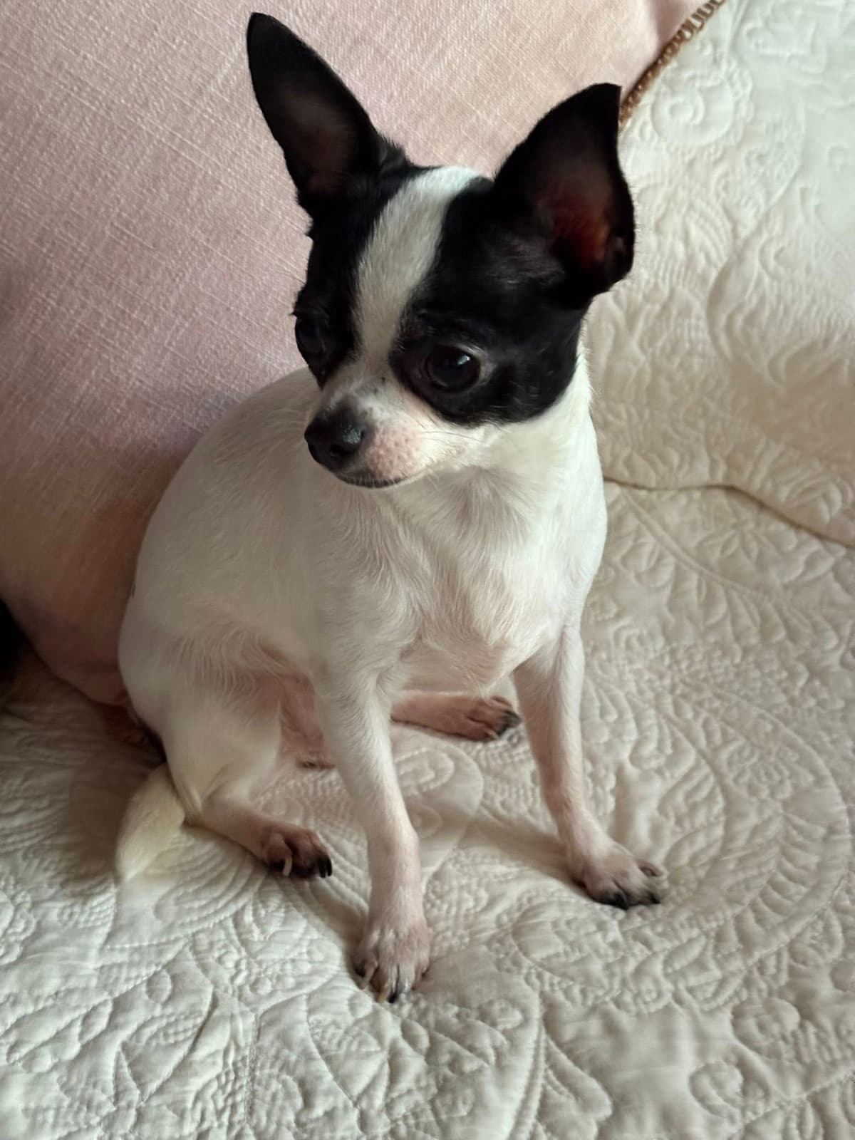 Chihuahua Puppies with European and champion bloodlines, 3 generation breeder image 7