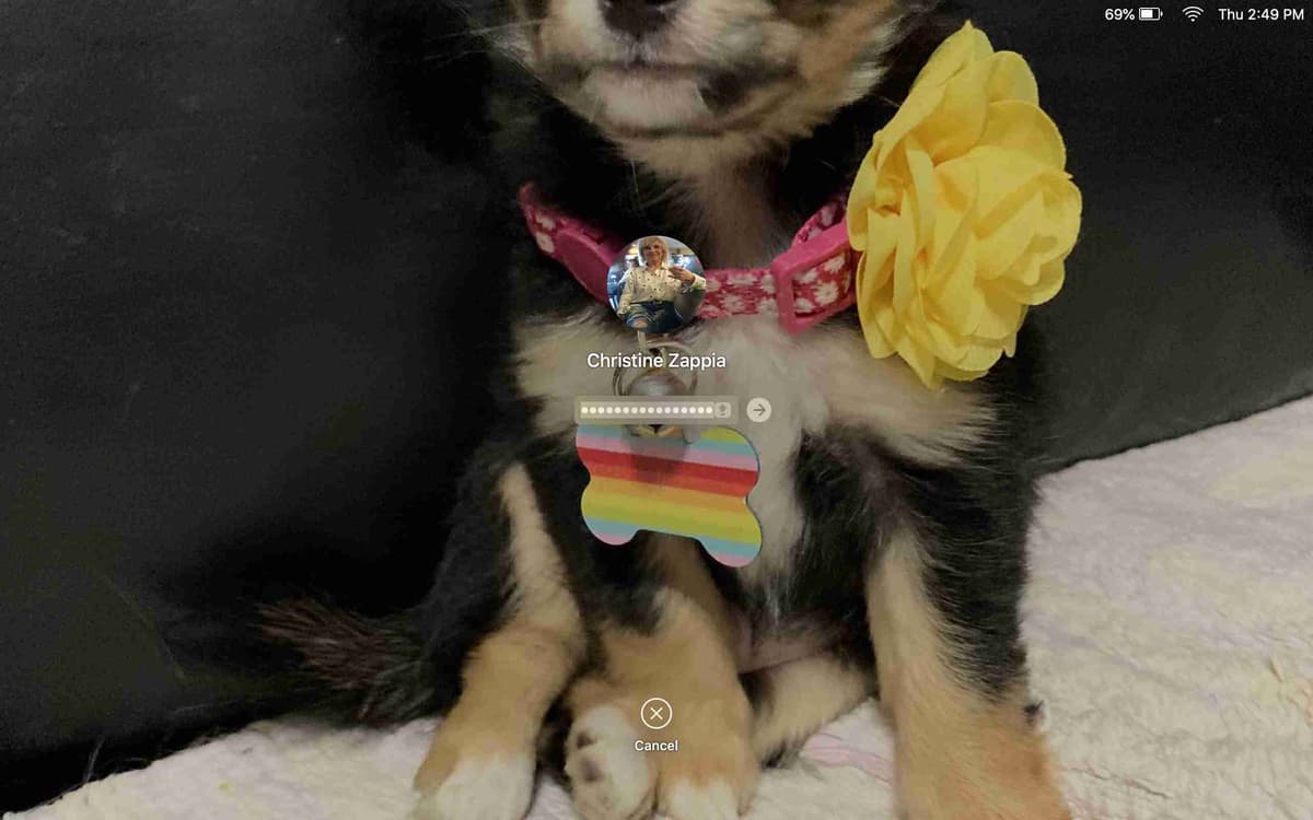 Chihuahua Puppies with European and champion bloodlines, 3 generation breeder image 8