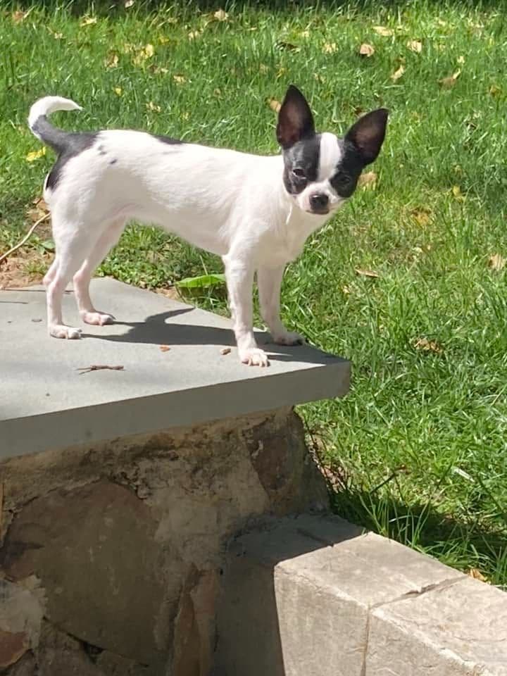 Chihuahua Puppies with European and champion bloodlines, 3 generation breeder image 9