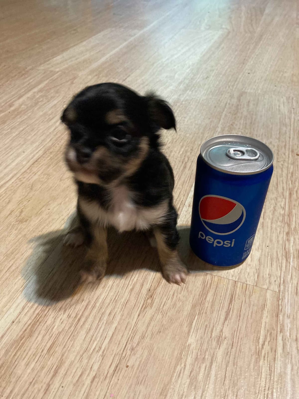 Chihuahua Puppies with European and champion bloodlines, 3 generation breeder image 11