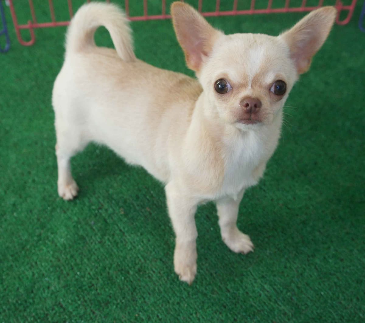 Chihuahua Puppies with European and champion bloodlines, 3 generation breeder image 13