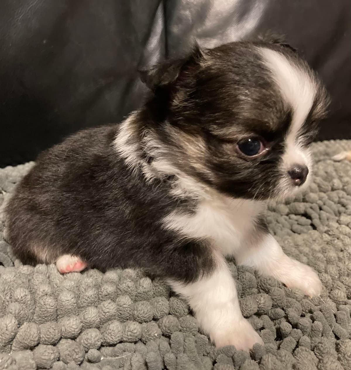 Chihuahua Puppies with European and champion bloodlines, 3 generation breeder image 14
