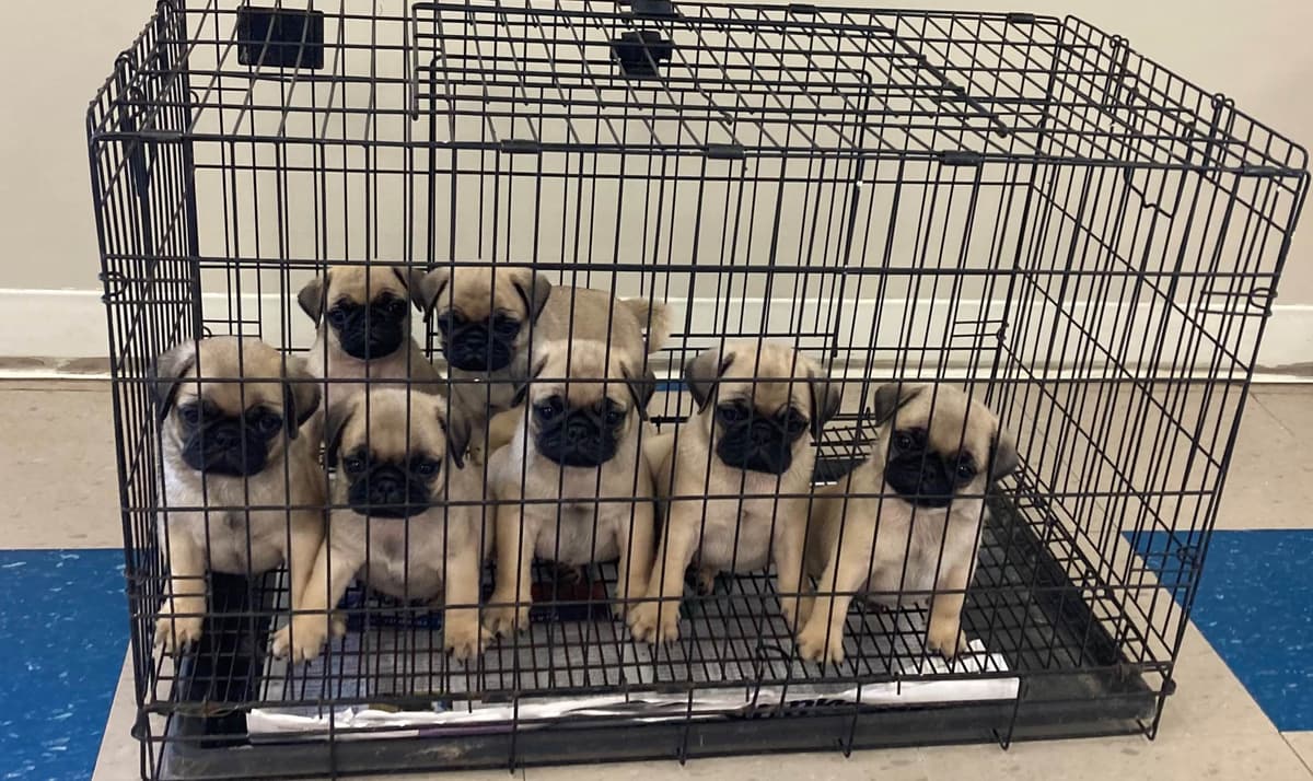Pug Puppies breeder image 15