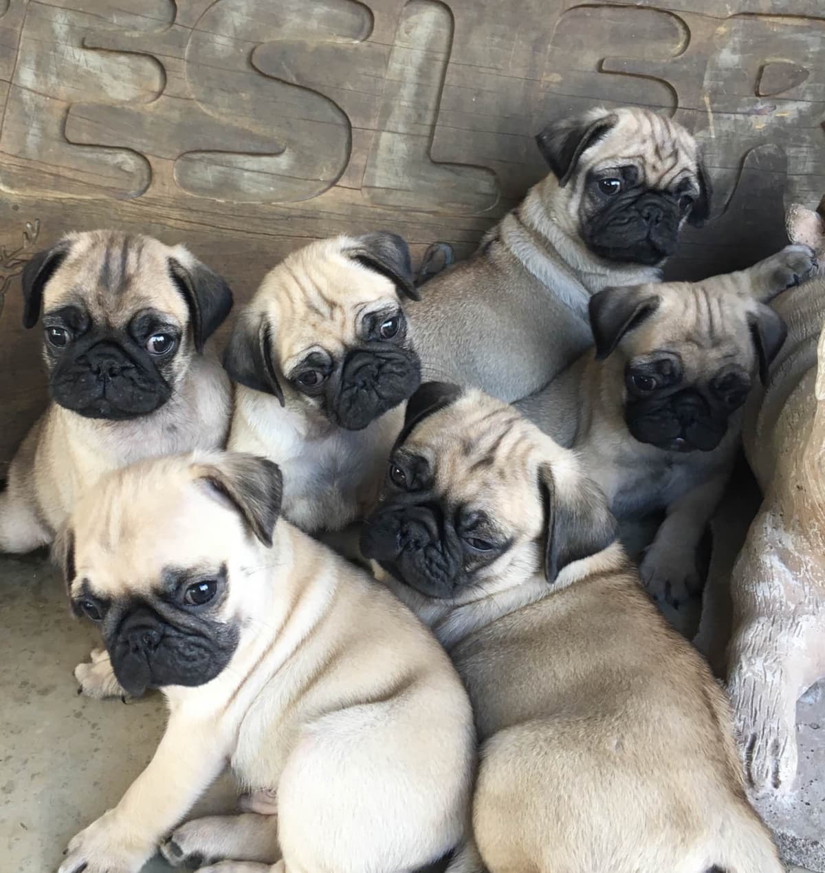 Pug Puppies breeder image 13