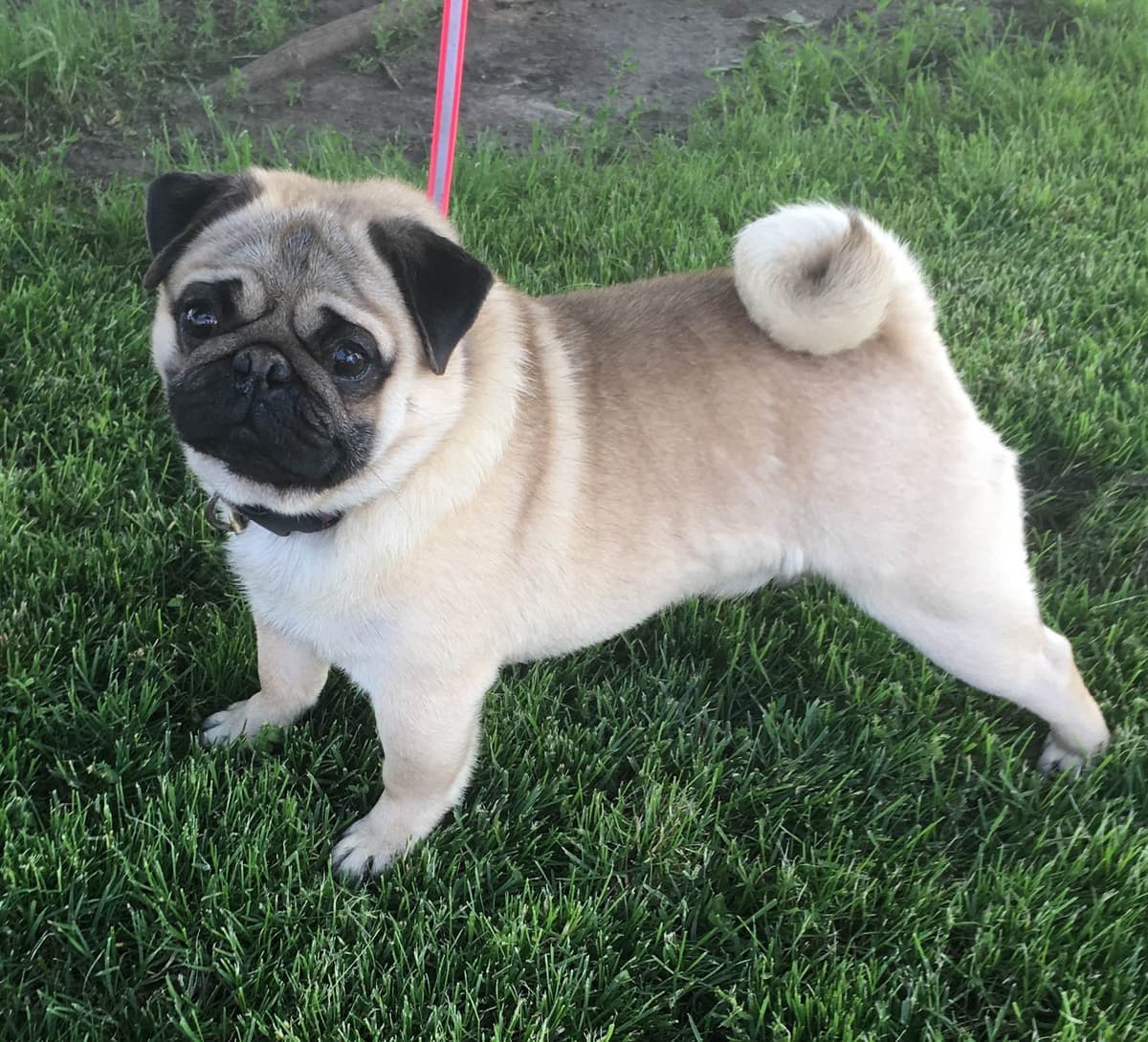 Pug Puppies breeder image 9