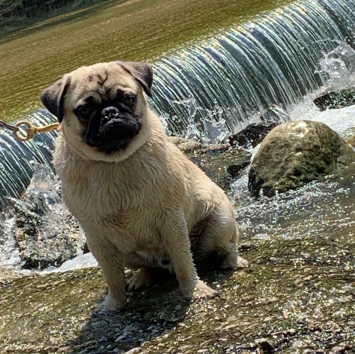 Pug Puppies breeder image 10