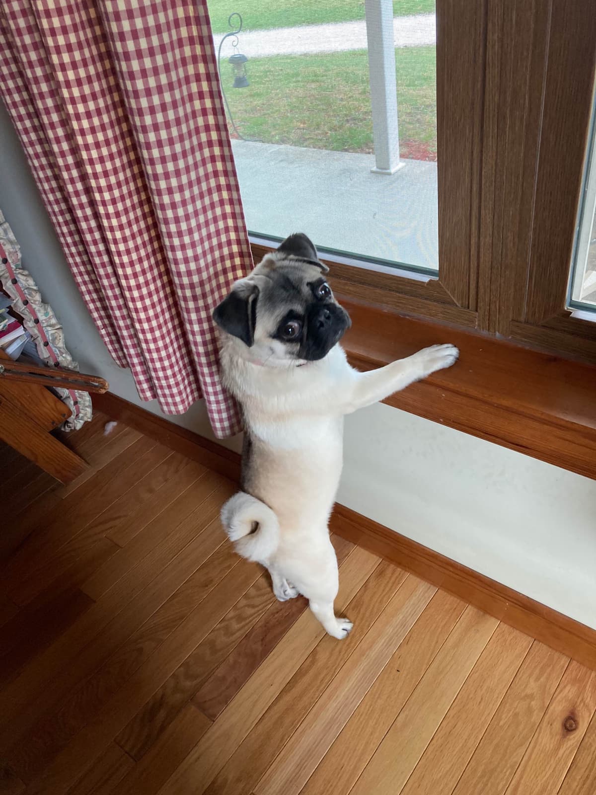 Pug Puppies breeder image 6