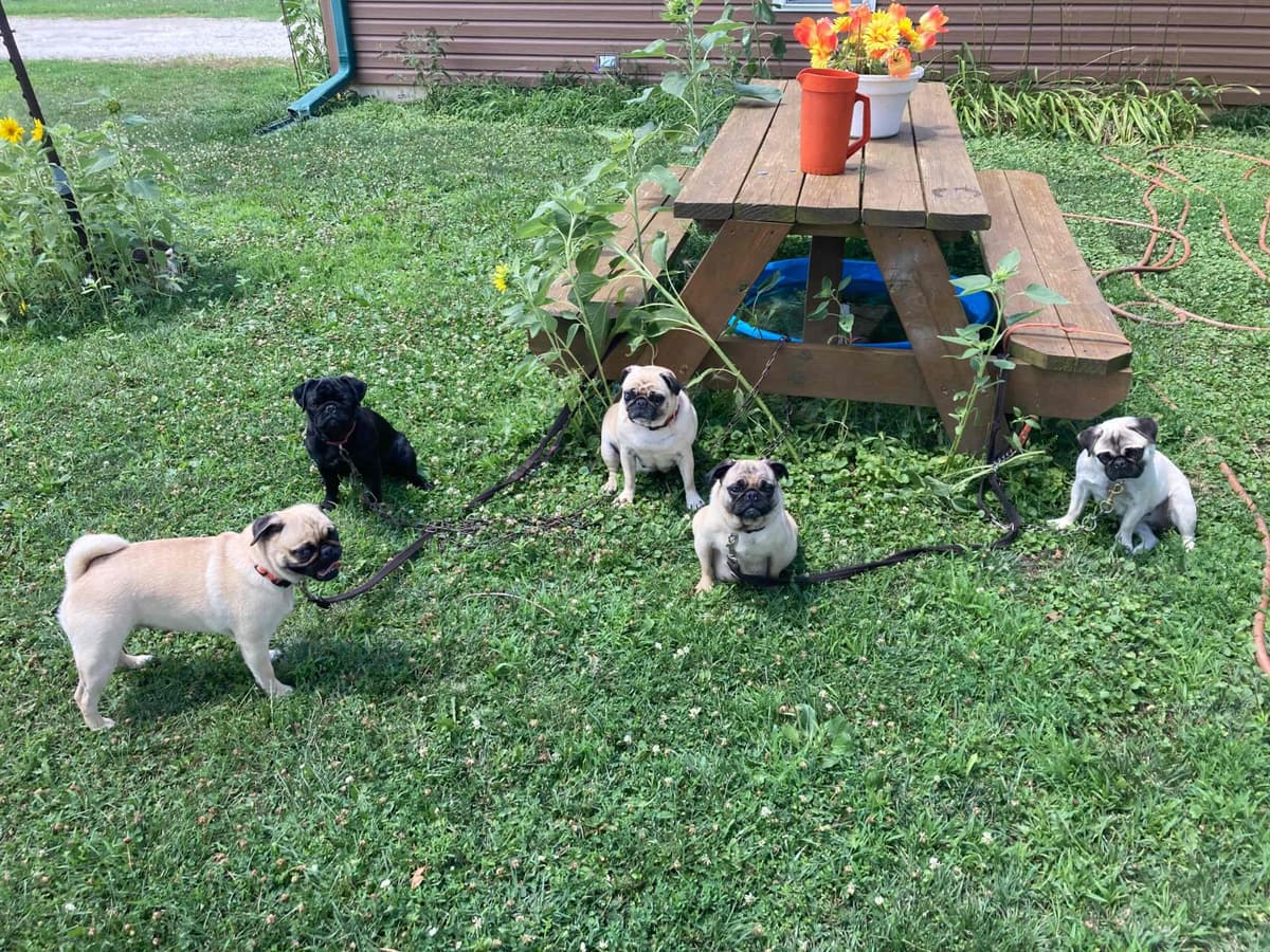Pug Puppies breeder image 17