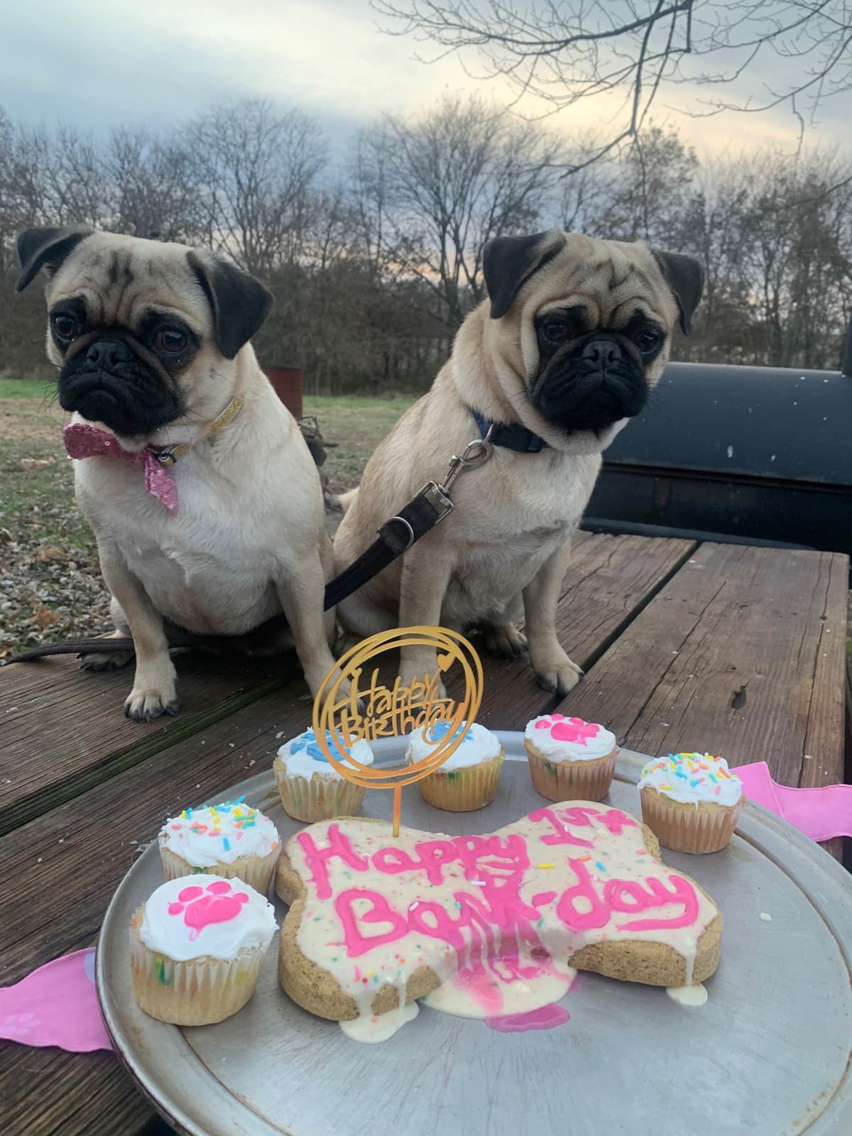 Pug Puppies breeder image 16