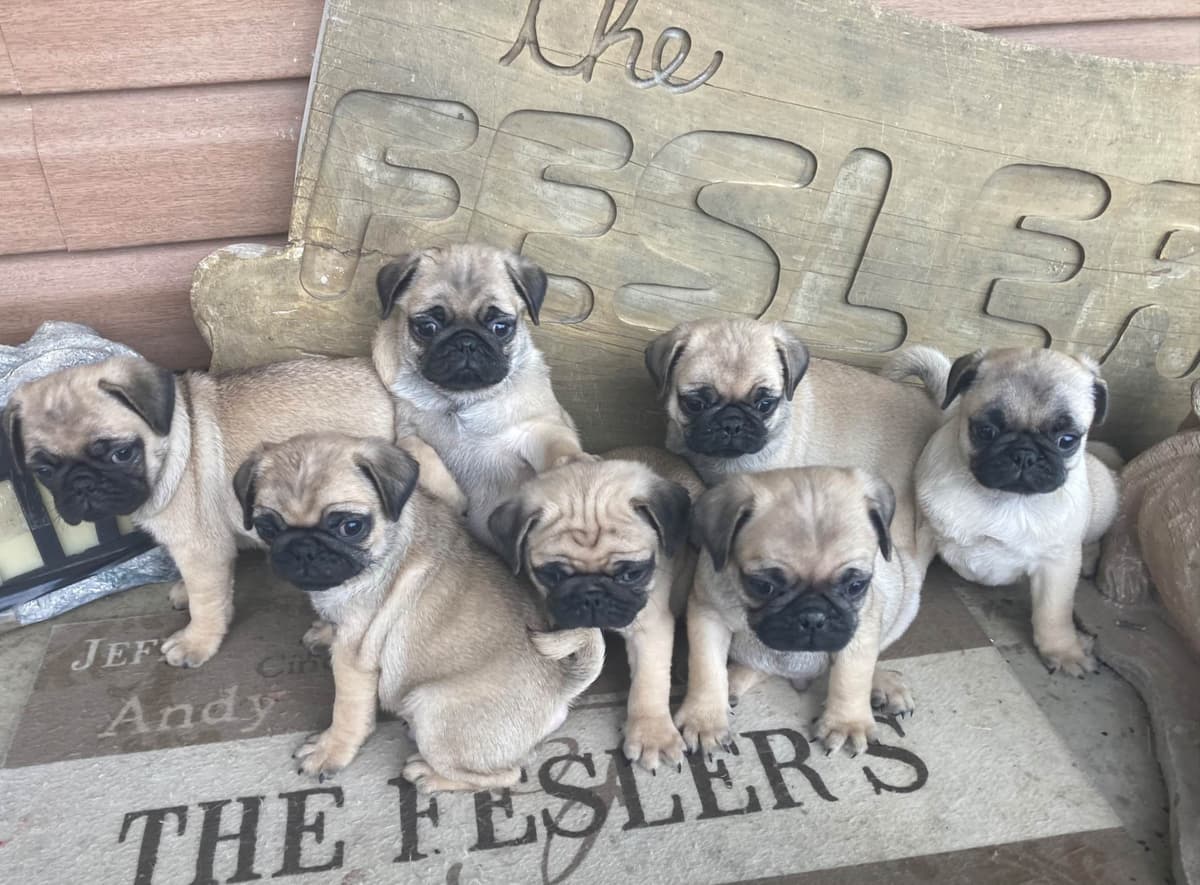 Pug Puppies breeder image 12