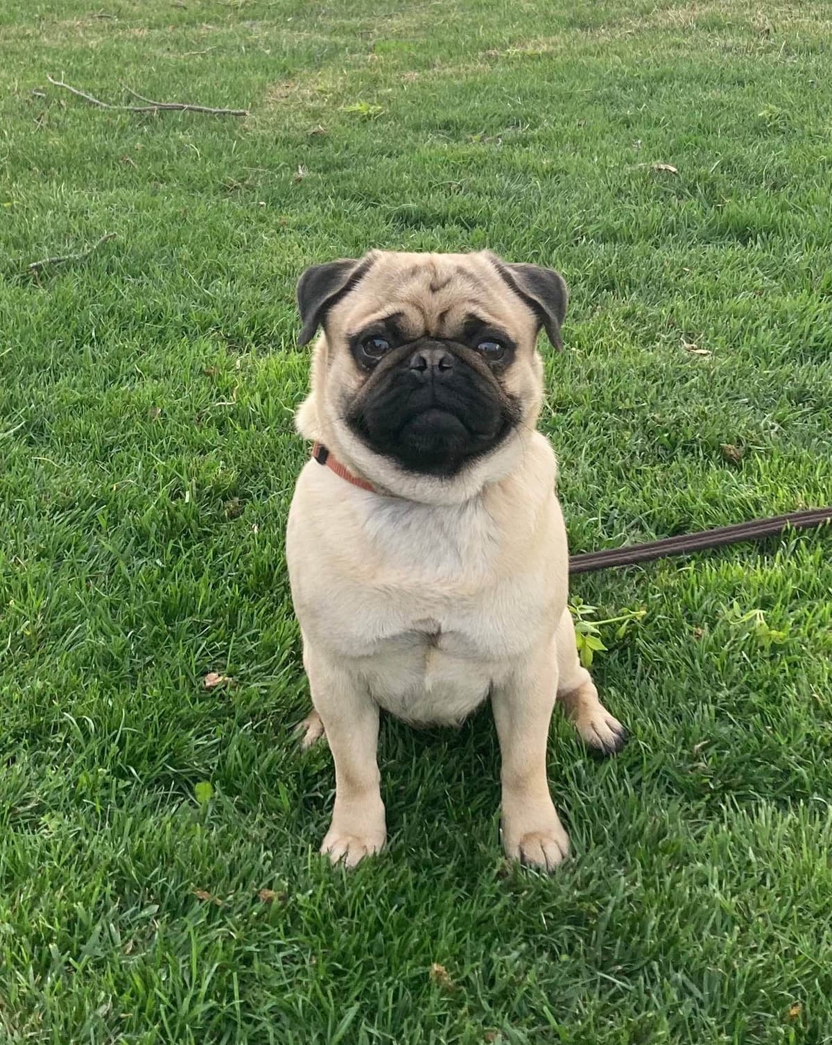 Pug Puppies breeder image 11