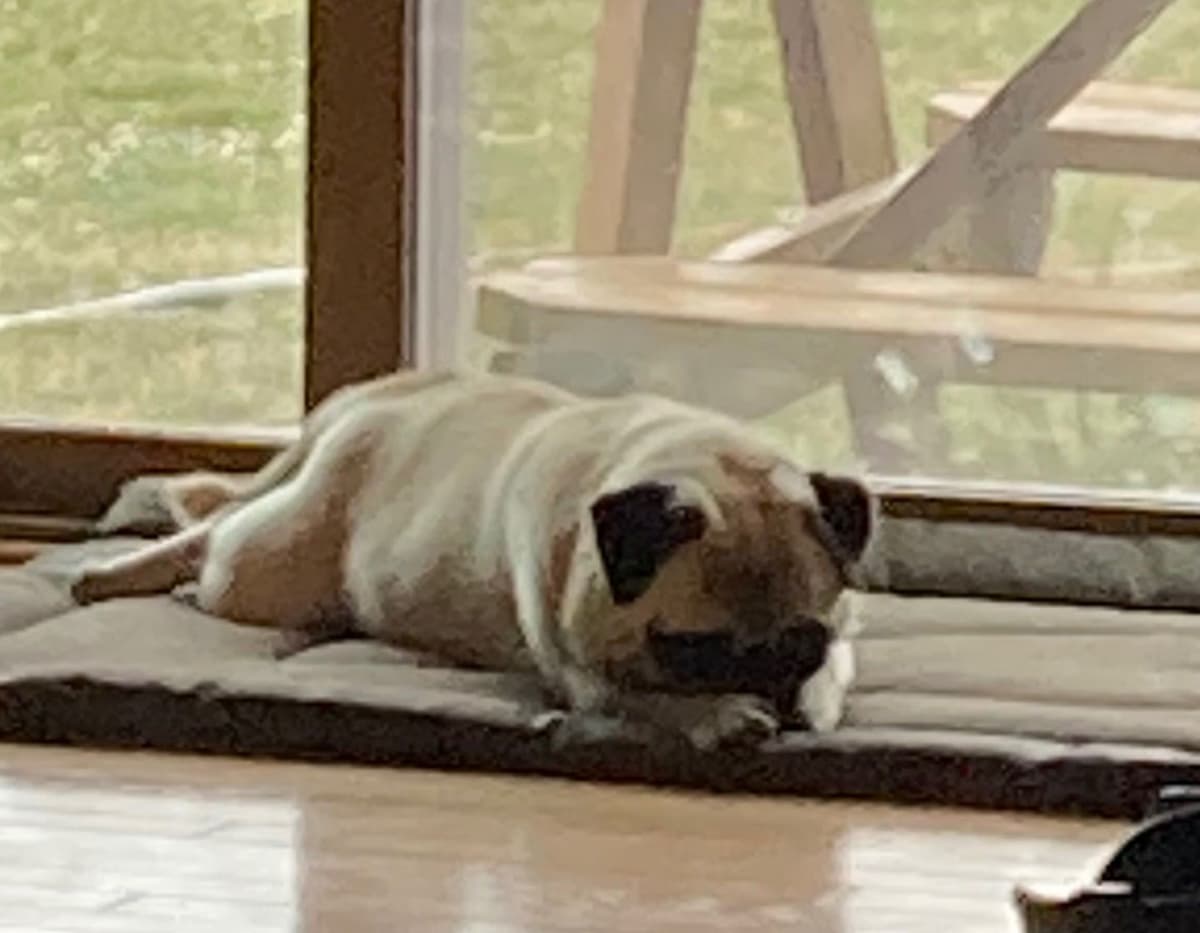Pug Puppies breeder image 18