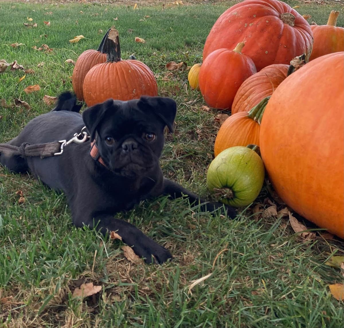 Pug Puppies breeder image 20