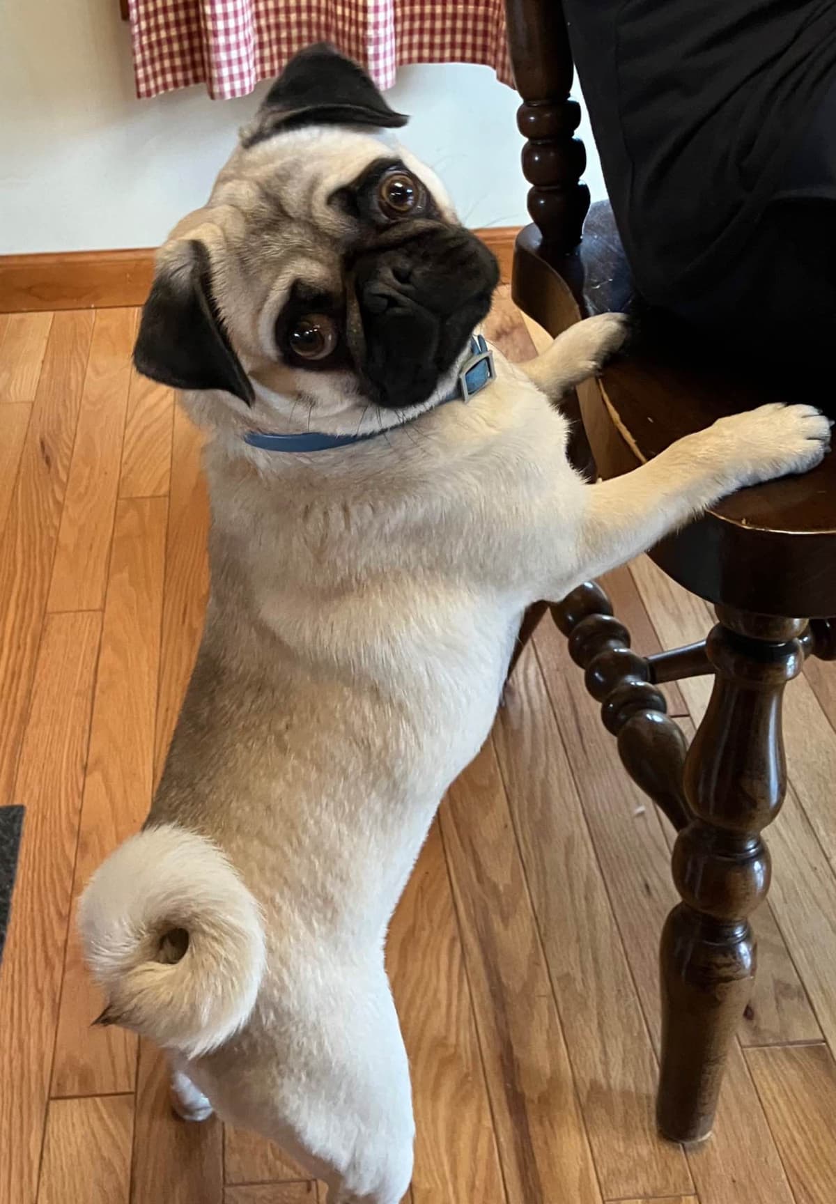Pug Puppies breeder image 7